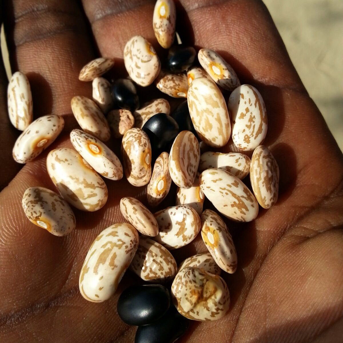 Pwa bel nou! (Our beautiful beans!)
