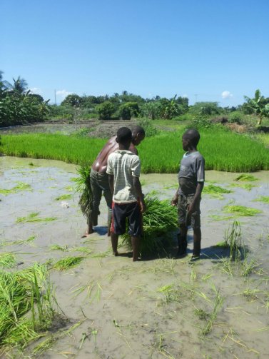 Rice for Grande Saline: Community Garden Update
