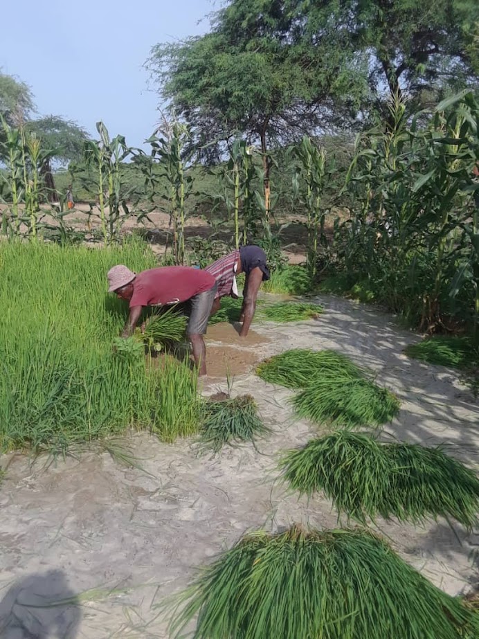 Cultivating Change in Our Community Garden